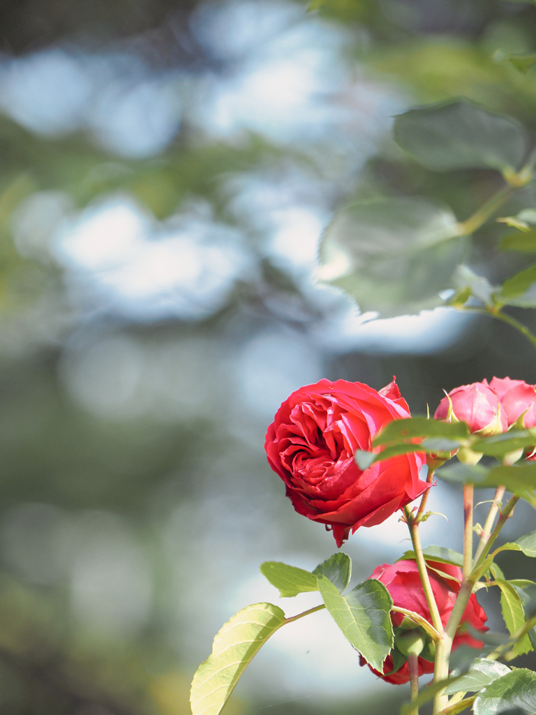 玉ボケと薔薇