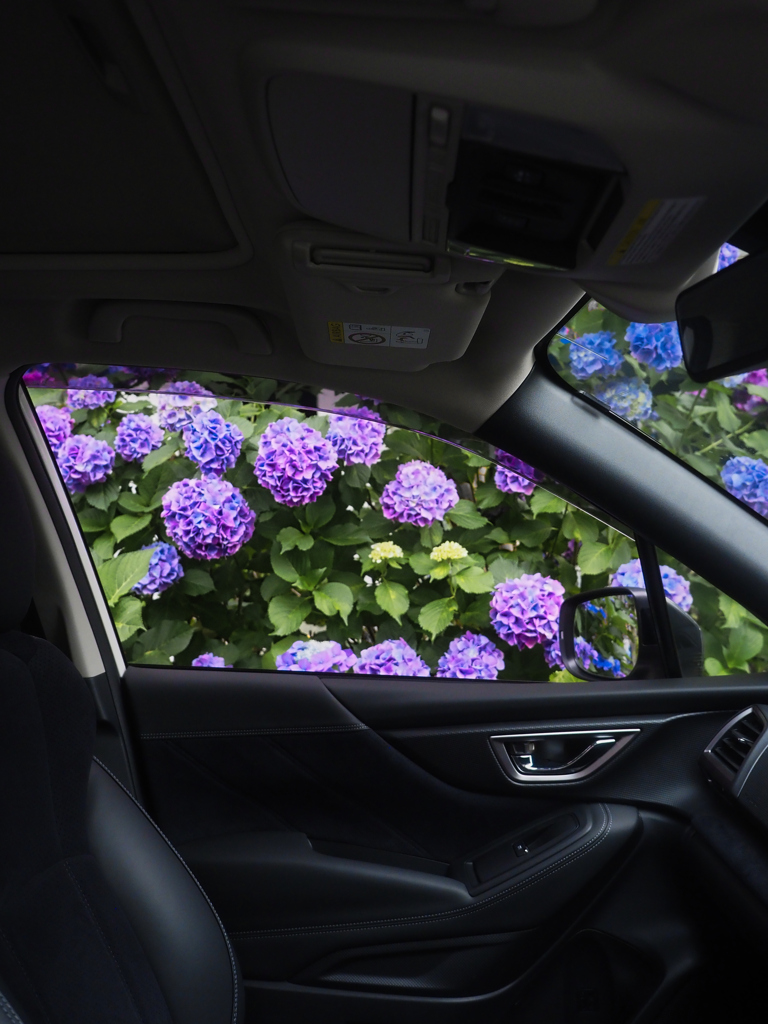 車の中からの紫陽花アート