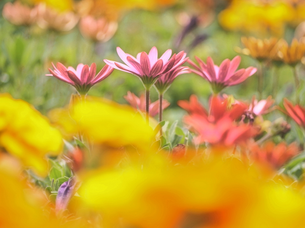 花に元気をもらおう