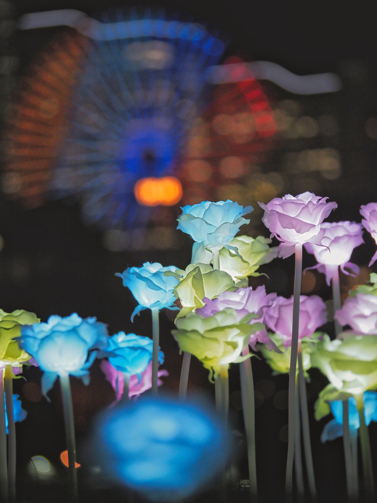光る薔薇と観覧車