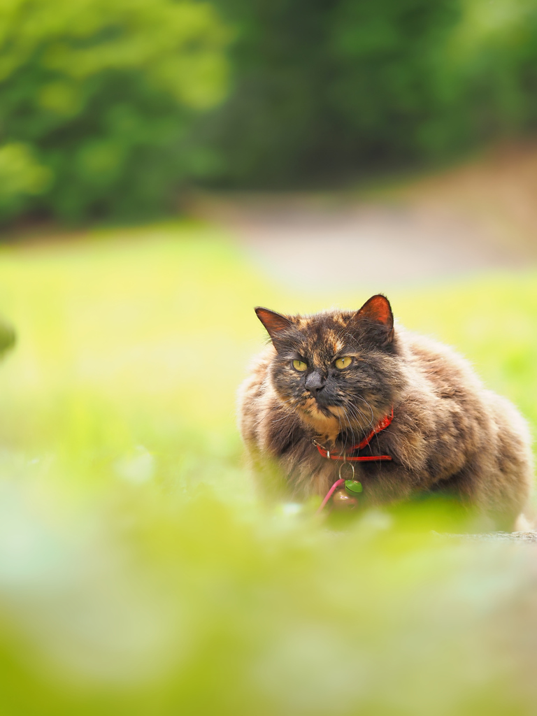 毛長猫の夏