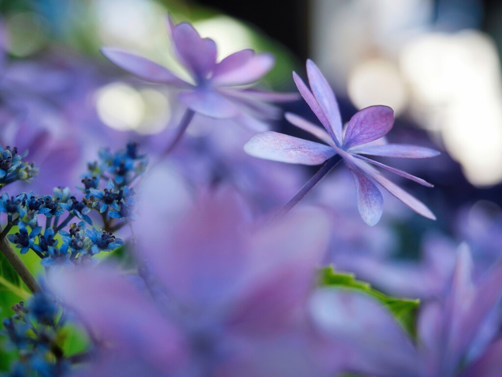 紫陽花のバレリーナ