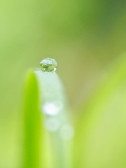 朝の雫