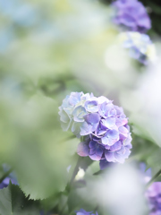 淡い紫陽花