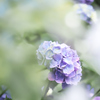淡い紫陽花