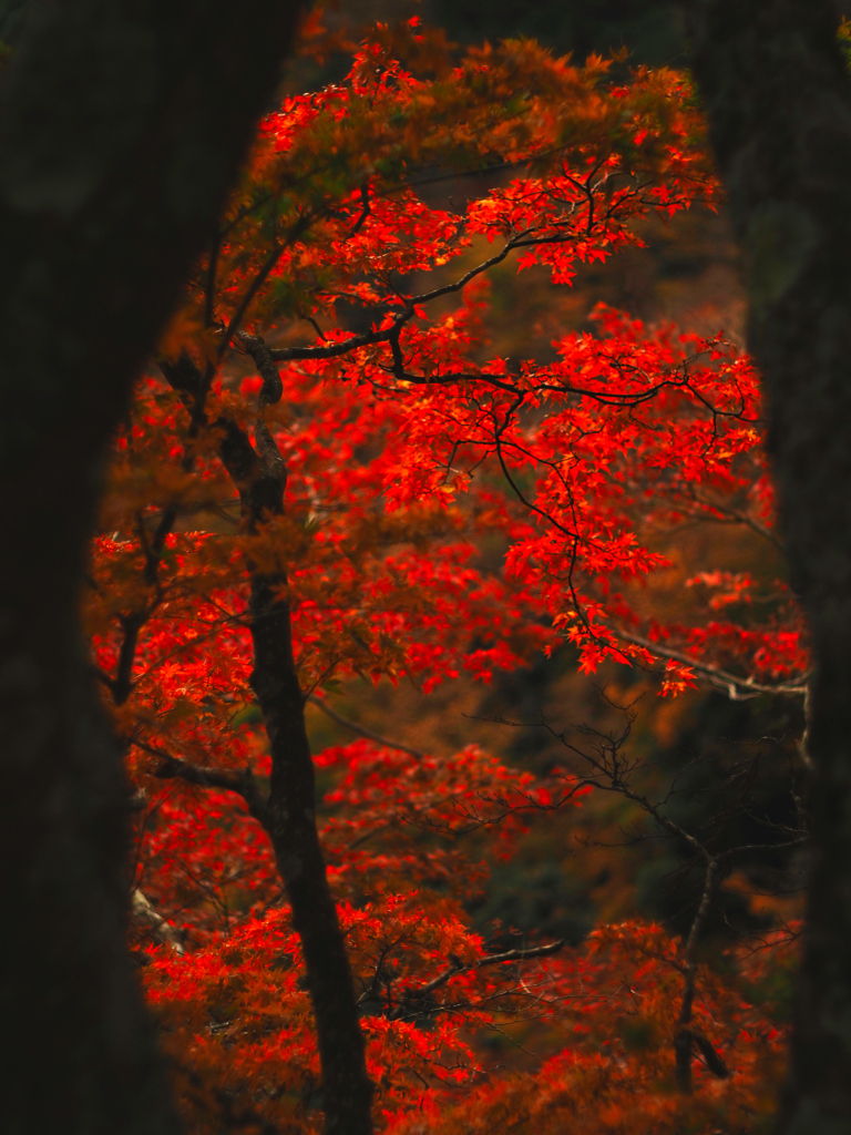 ローキーで紅葉を