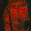 ローキーで紅葉を