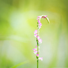 ネジ花