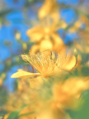 黄色いお花