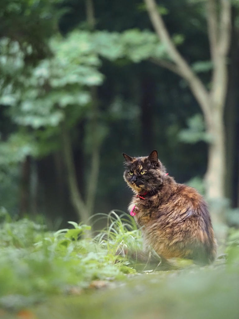 遠くを見つめる猫