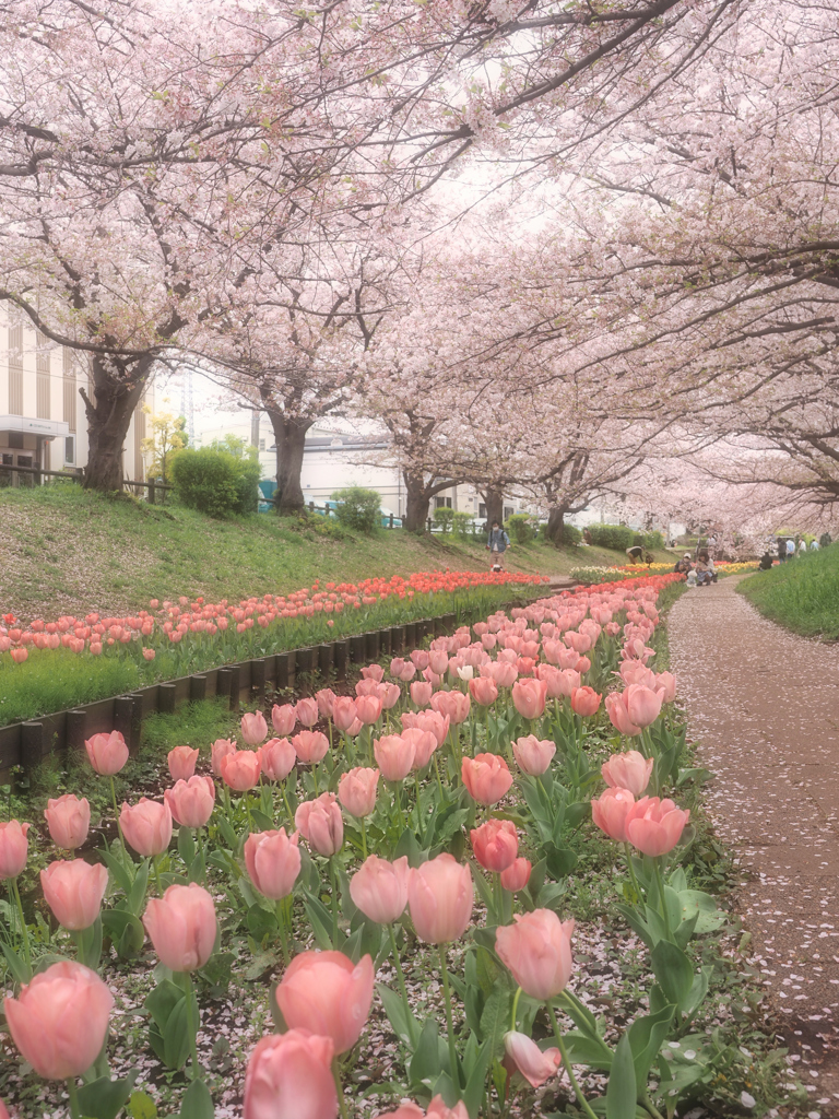 桜とチューリップ街道