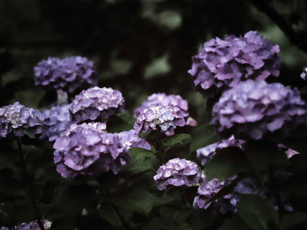 大人っぽい紫陽花