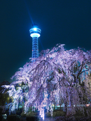 横浜マリンタワーと枝垂れ桜