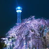 横浜マリンタワーと枝垂れ桜