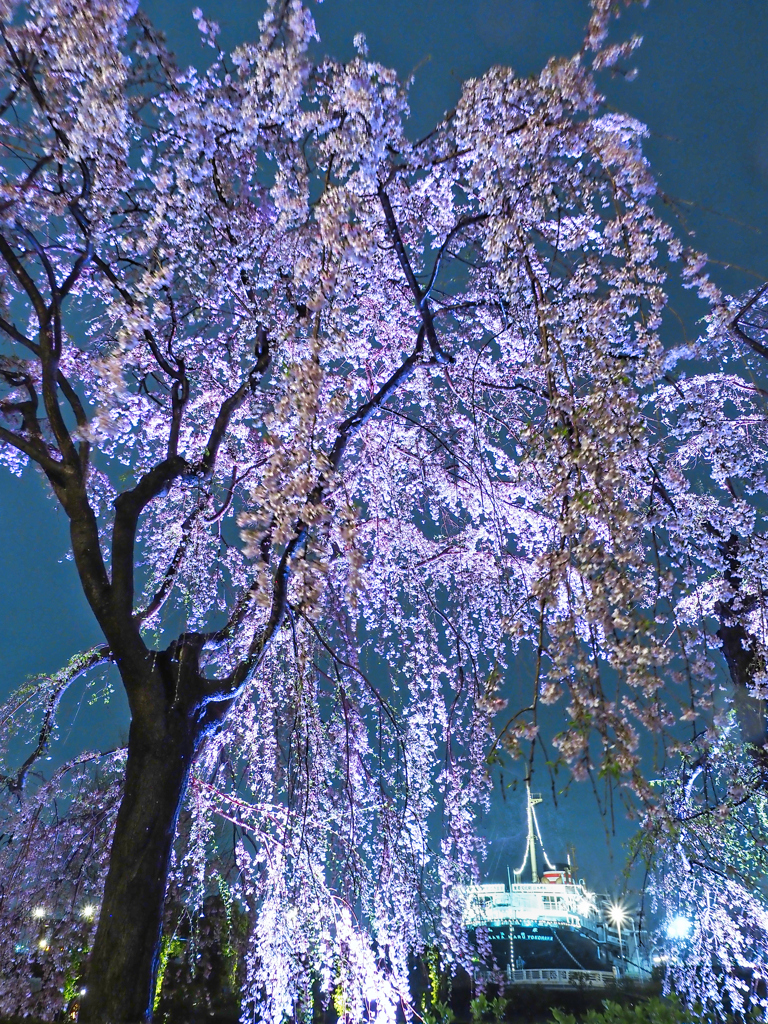 春の花火