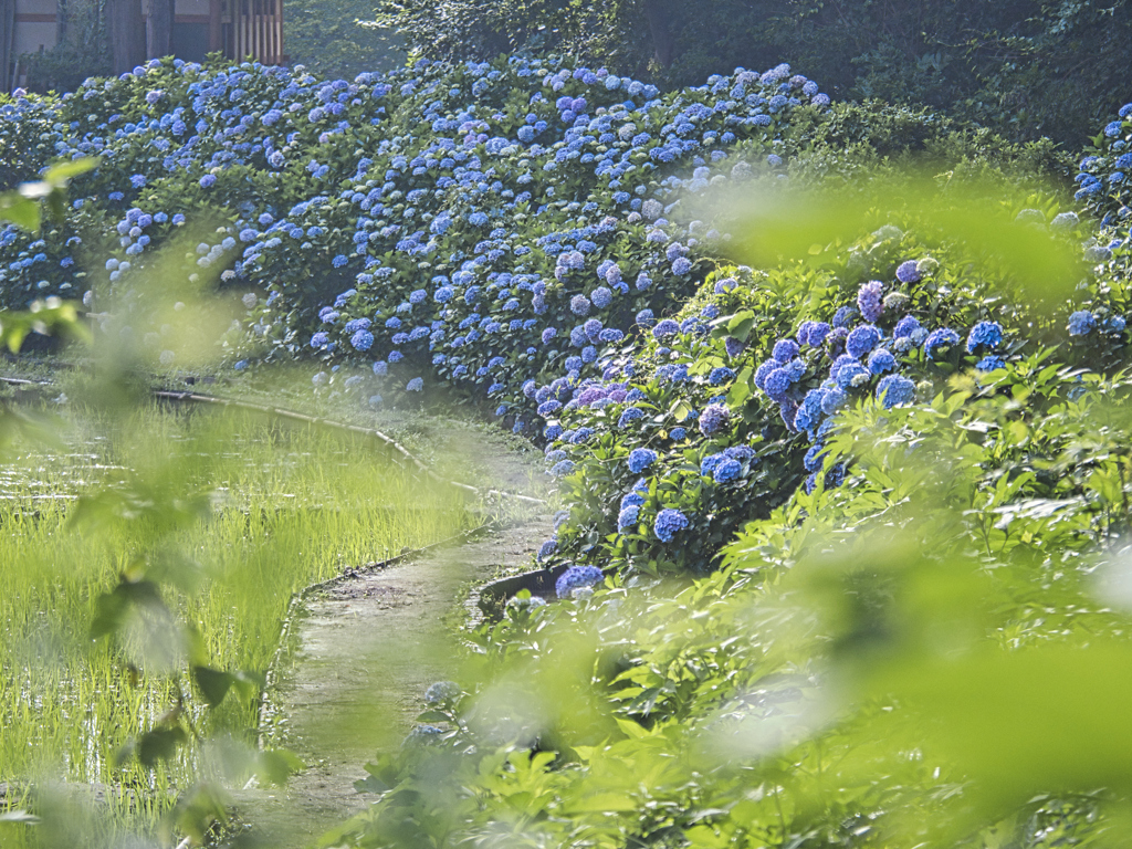 地元ブルー紫陽花