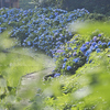 地元ブルー紫陽花