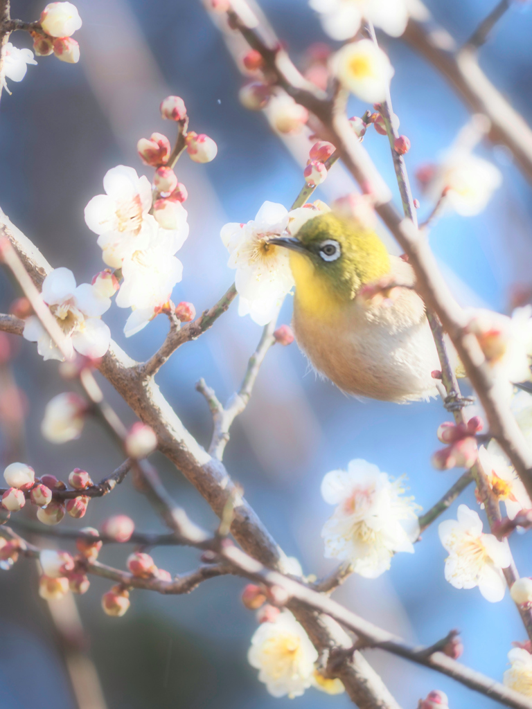 春待ちウメジロー
