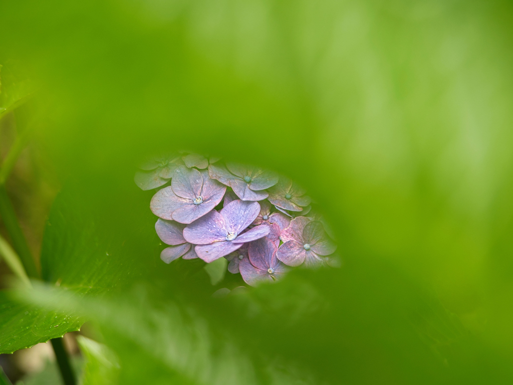 虫がかじった後の窓