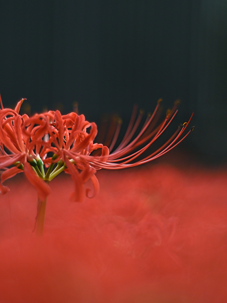 オールドレンズで曼珠沙華