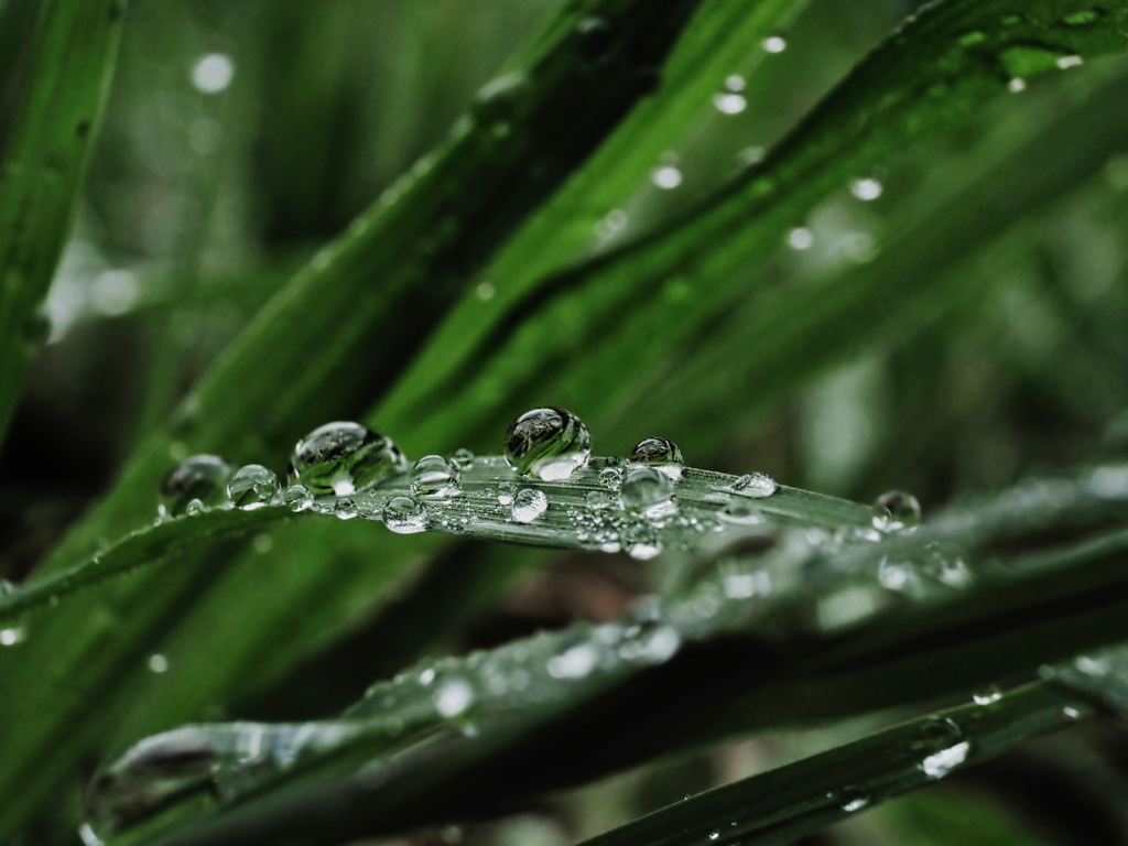 雨上がり