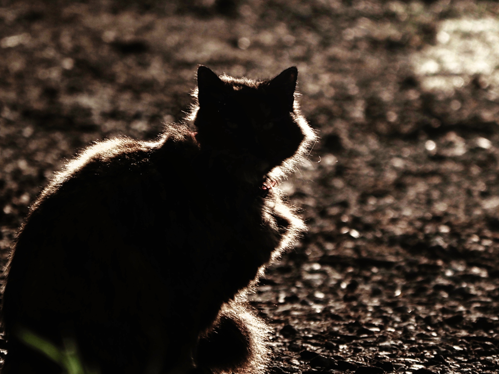 猫のシルエット