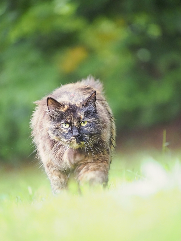 いつも近寄ってきてくれる猫