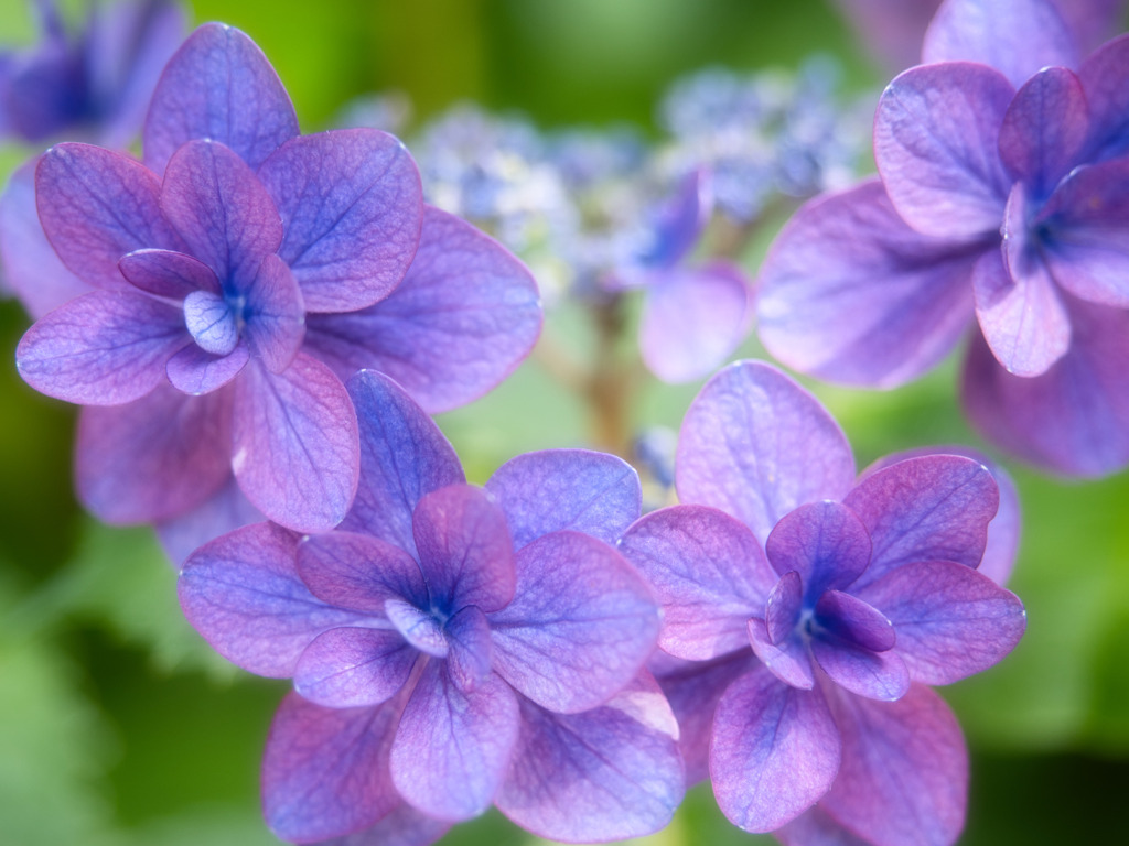 紫陽花のネックレス