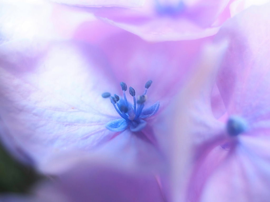 紫陽花の中にある花