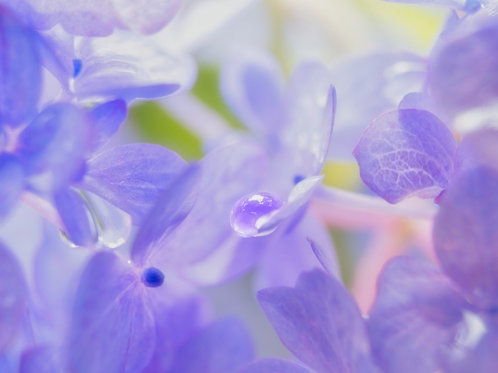 晩夏の紫陽花