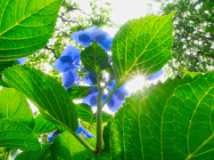 紫陽花の中からの光