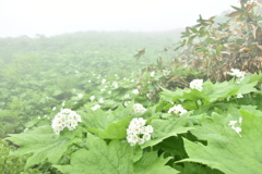 サンカヨウ　群生