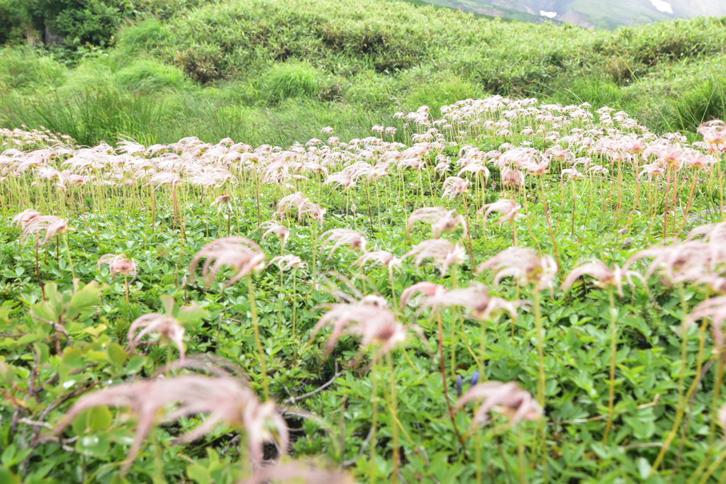 チングルマの綿毛