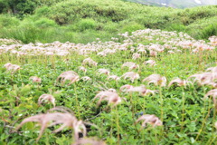 チングルマの綿毛