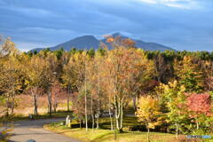 カメラに残っていた、母の写真