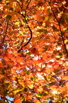 紅葉