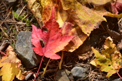 落ち葉