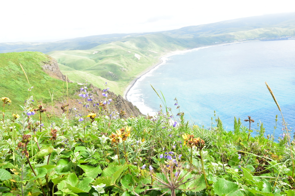 礼文島　北のお花畑
