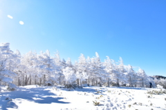 南沢山　霧氷