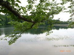 熊本県　蒲生の池