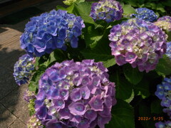元気いっぱいの紫陽花