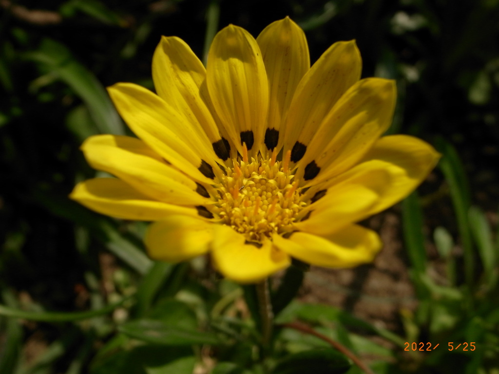 鮮やかyellow