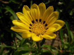 鮮やかyellow