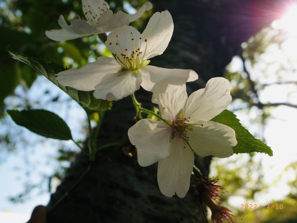 木漏れ日の中の桜