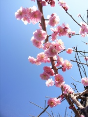 小春日和の桜