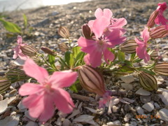 海辺に咲く花