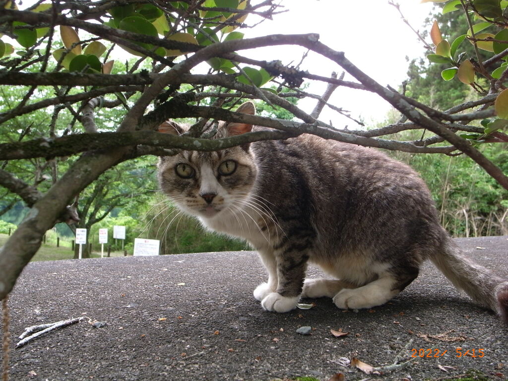 覗き込む野良猫