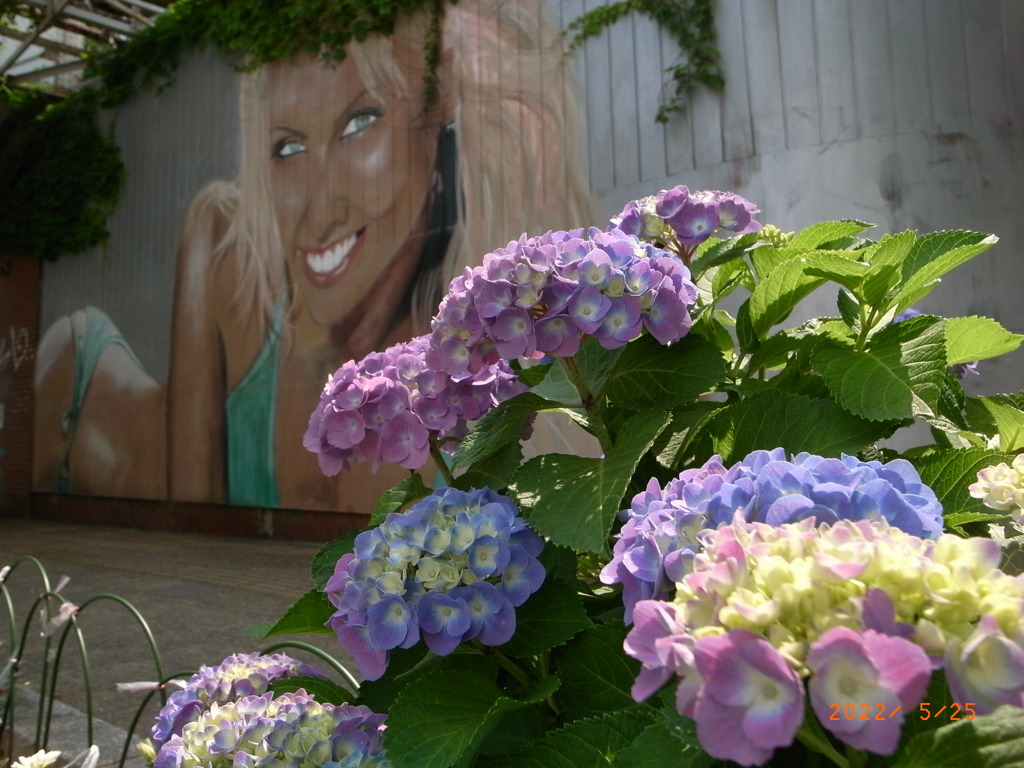 通り道に咲く紫陽花