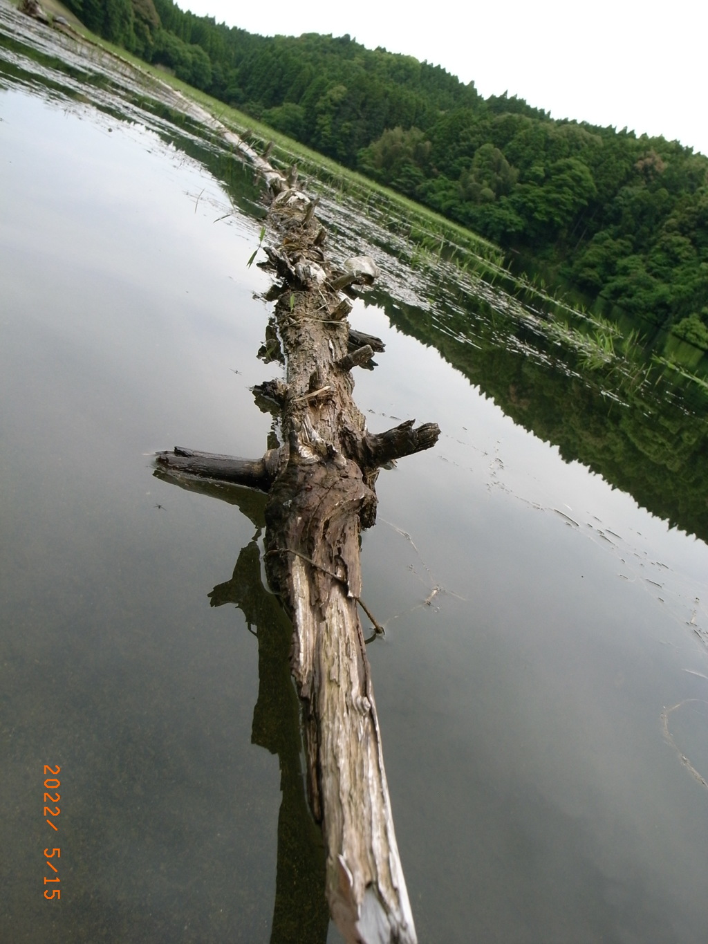 池の上の流木