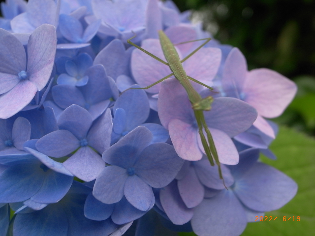 81F5E5B5-761C-440B-8BB3-45D0EF998AB8